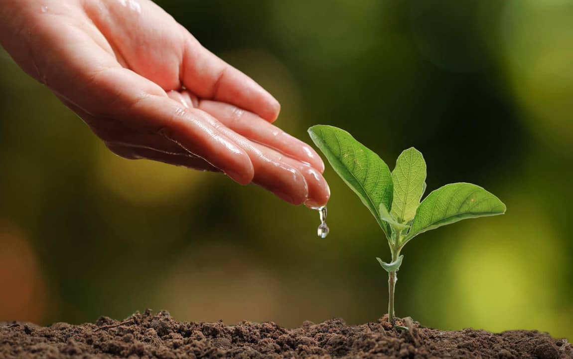 Choosing Plants for Water Conservation